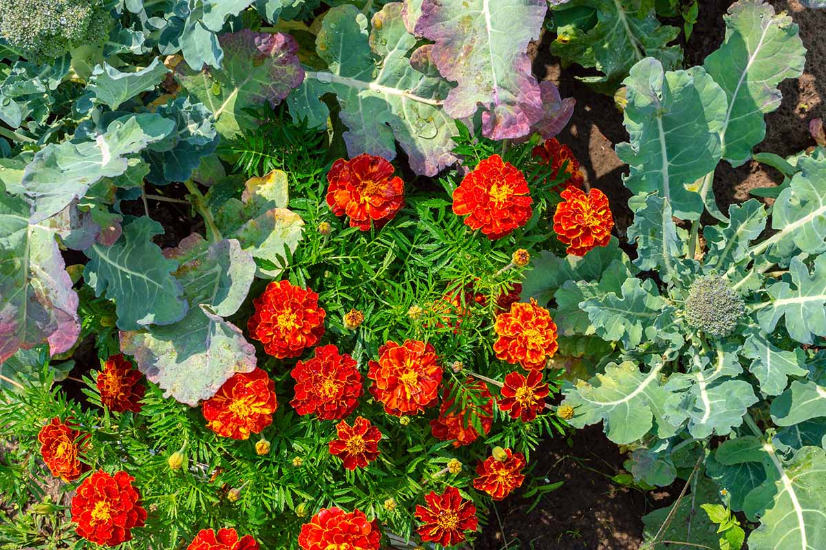 A horizontal image of Tagetes flowers growing in a vegetable garden as companions for broccoli.