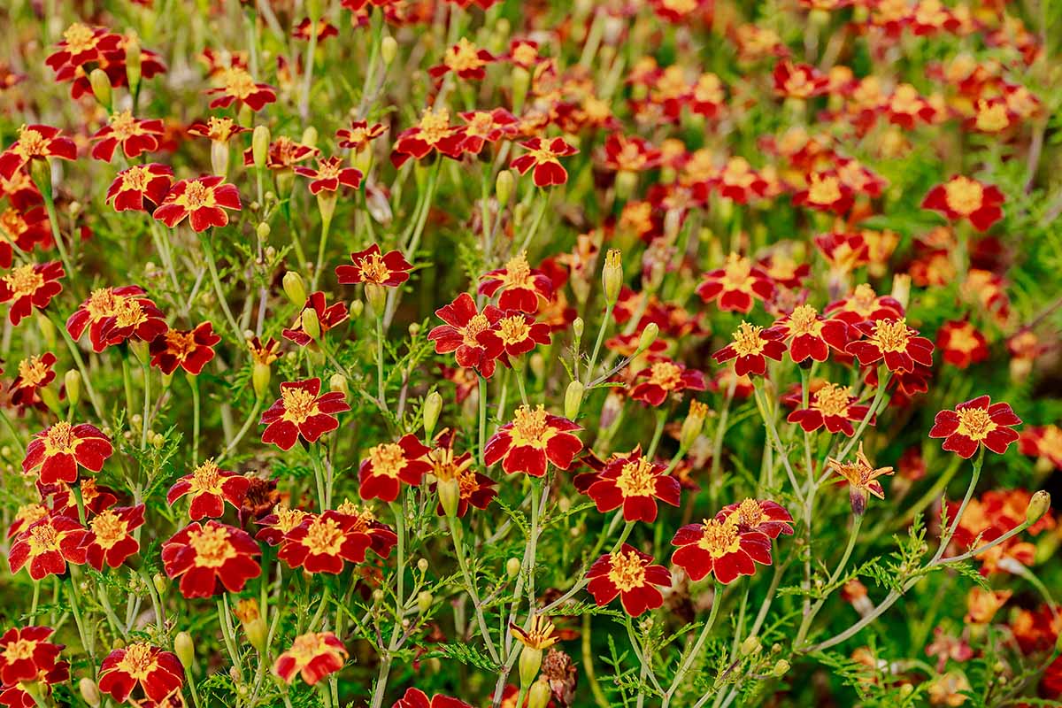 A horizontal image of a mass planting of signet marigolds (Tagetes tenuifolia) pictured in light sunshine.
