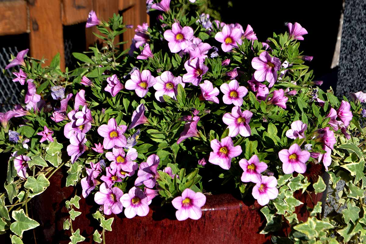 A close up horizontal image of pink miliflora petunias growing in a container pictured in bright sunshine.