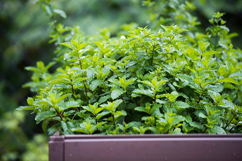 A close up horizontal image of mint growing in a rectangular planter pictured on a soft focus background.