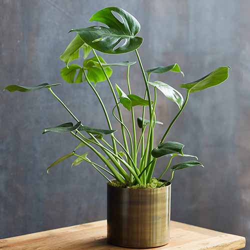 A close up square image of a Monstera deliciosa plant growing in a decorative metal pot set on a wooden surface.