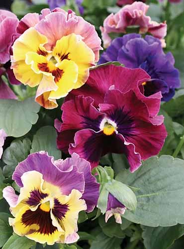 A vertical image of 'Moulin Rouge' ruffled pansies with foliage in soft focus in the background.