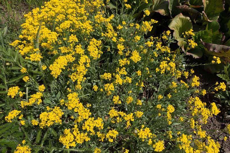 A close up horizontal image of a large swath of bright yellow mountain alyssum flowers growing in bright sunshine.