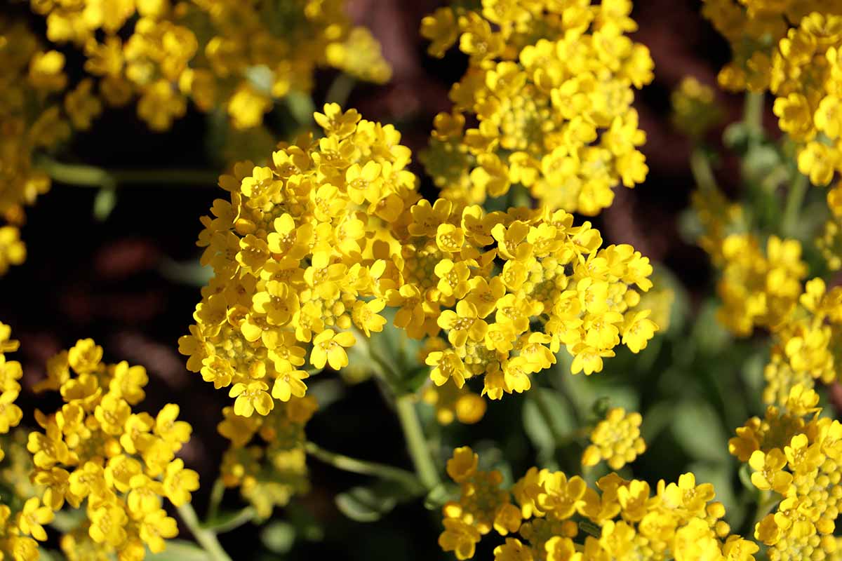 A close up horizontal image of bright yellow mountain alyssum flowers growing in the garden pictured in bright sunshine on a soft focus background.