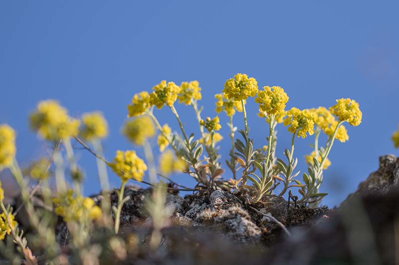 A close up horizontal image of tiny yellow mountain alyssum flowers growing in rocks pictured on a blue sky background.