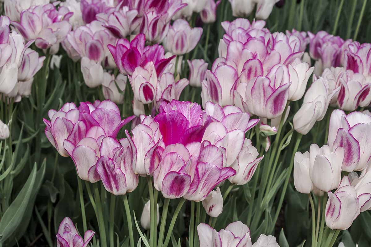 A close up horizontal image of white and purple bicolored tulip flowers growing in the garden.