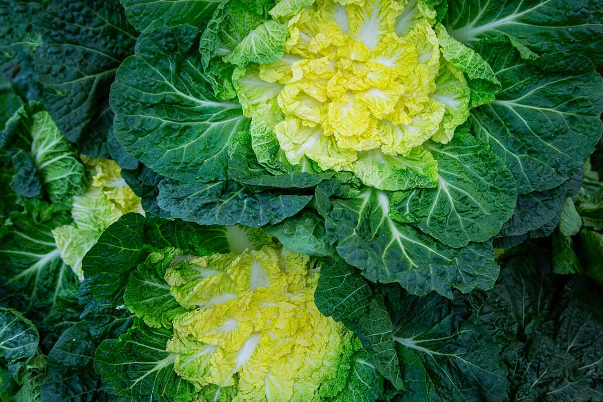 A close up horizontal image of a pile of napa cabbages freshly harvested from the garden.