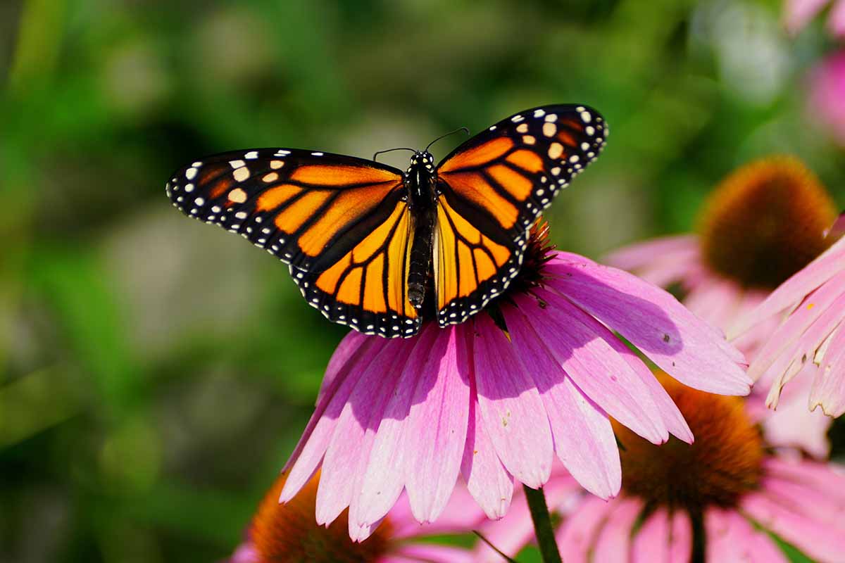 A close up horizontal image of a monarch butterfly foraging from an echinacea flower pictured in light sunshine on a soft focus background.