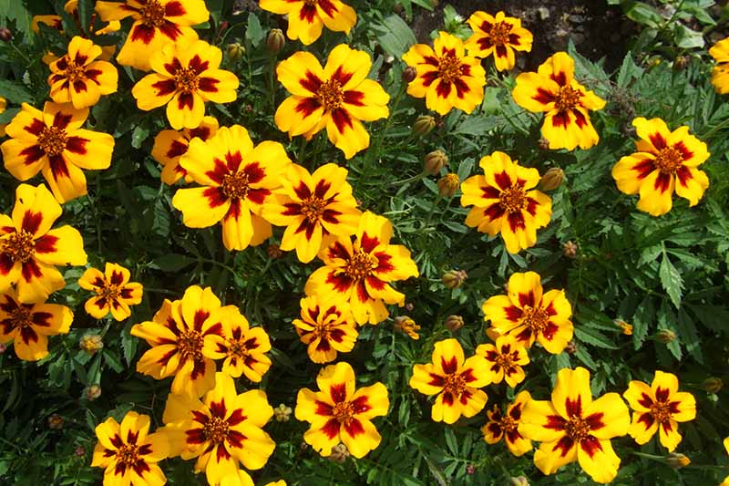 A close up horizontal image of deep red and yellow bicolored 'Naughty Marietta' marigold flowers growing in the garden.