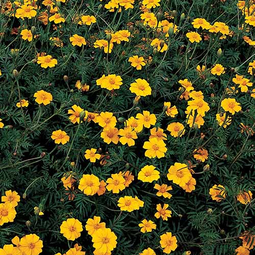 A close up square image of Tagetes patula 'Nema-Gone' blooms growing in the garden.