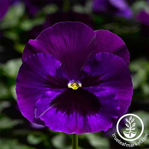 A close up square image of Viola × wittrockiana 'Neon Violet' pictured on a dark background. To the bottom right of the frame is a white circular logo with text.
