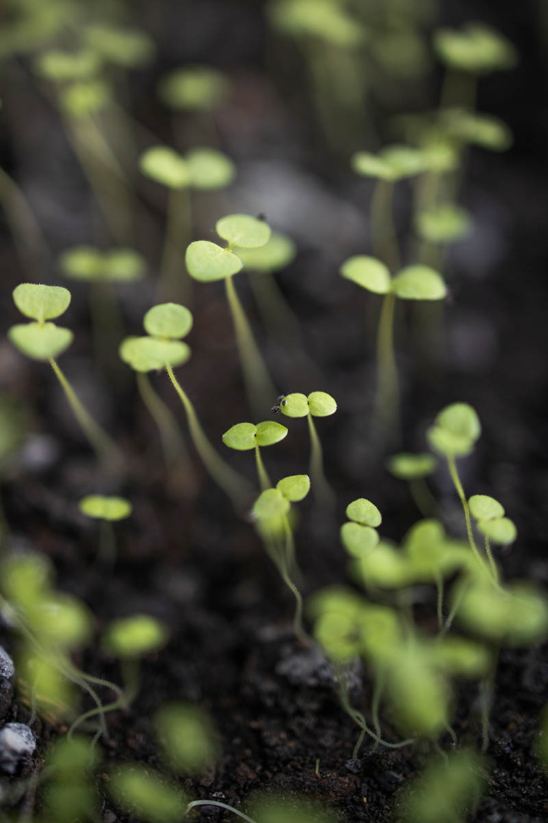 A close up vertical image of tiny, newly-sprouted seedlings growing in dark, rich soil.