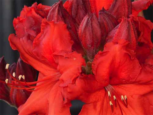 A close up horizontal image of the bright red flowers of Rhododendron 'Nova Zembla' pictured on a soft focus background.