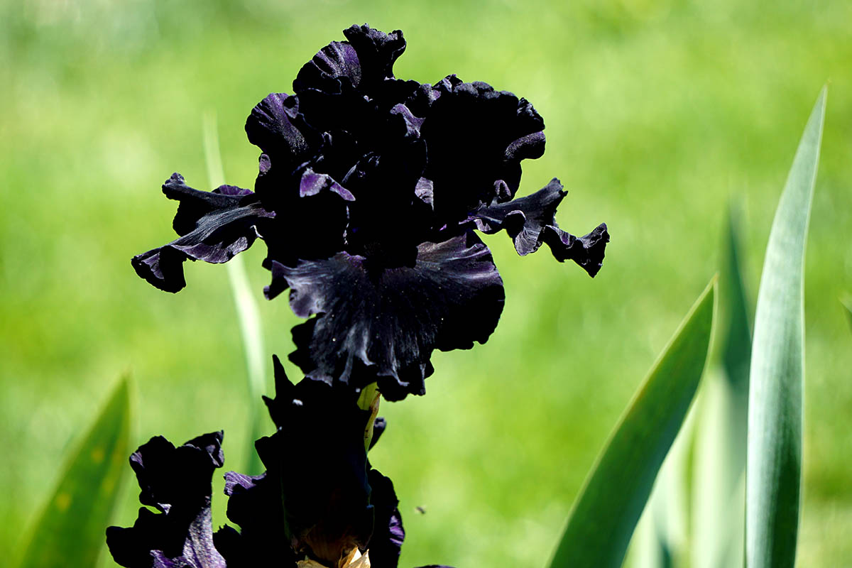 A close up horizontal image of a dark purple, almost black iris flower growing in the garden pictured on a soft focus background.