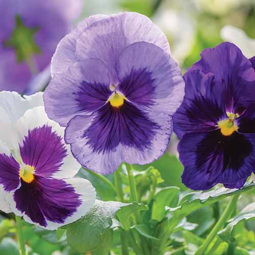 A close up square image of Ocean Breeze pansies growing in the garden.