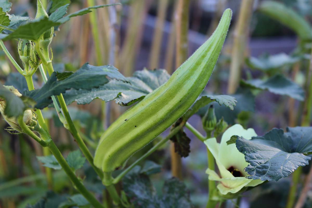 A close up horizontal image of okra growing in the garden.