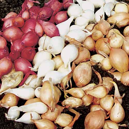 A close up square image of a pile of red, white, and brown onion sets ready for planting.