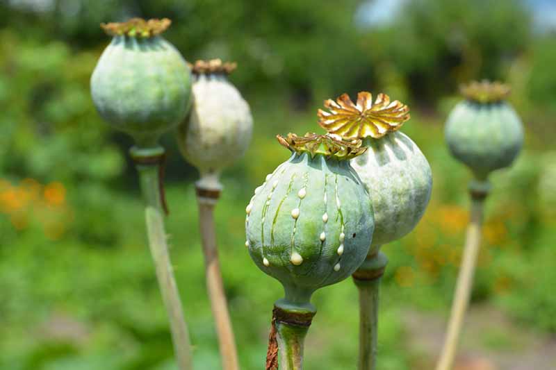 A close up horizontal image of the seed heads of opium poppies growing in bright sunshine.