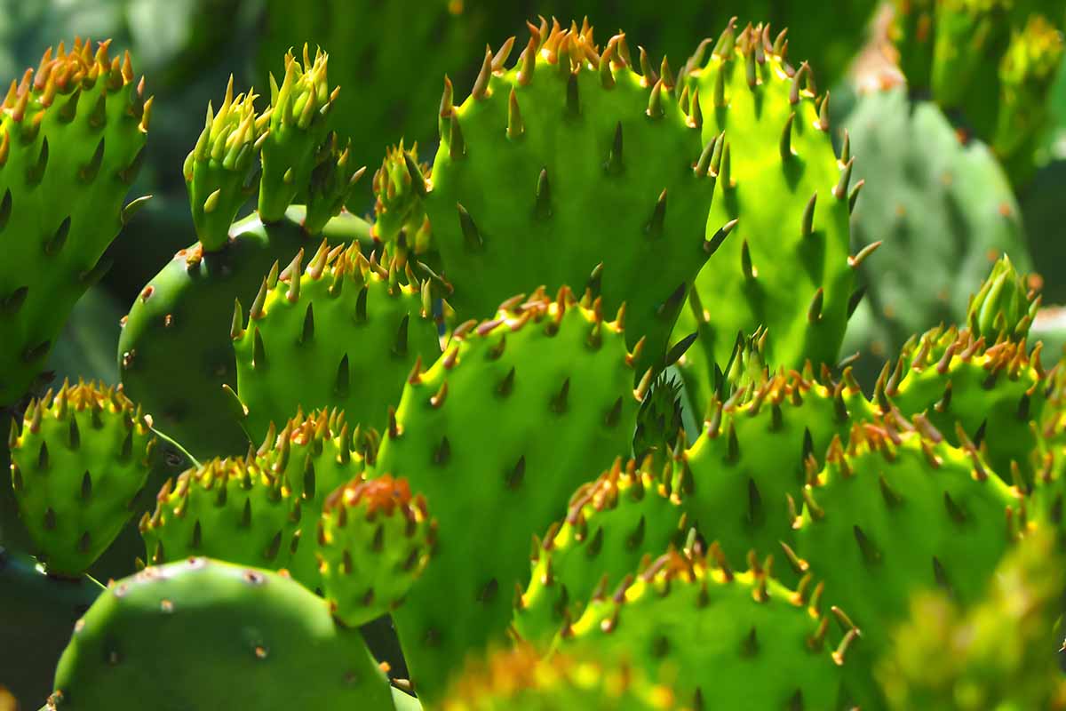 A close up horizontal image of Opuntia (prickly pear) cactus growing in the garden pictured in light filtered sunshine.