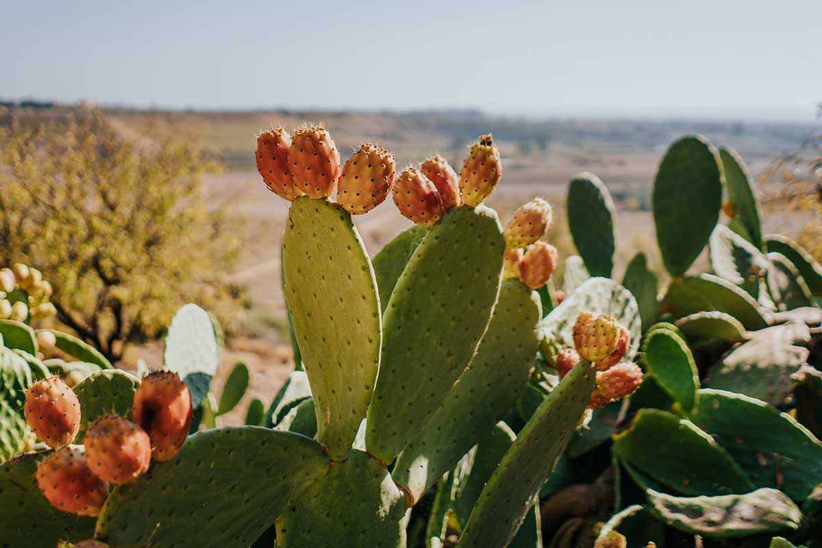 A horizontal image of a large Opuntia cactus growing in the desert pictured in bright sunshine.