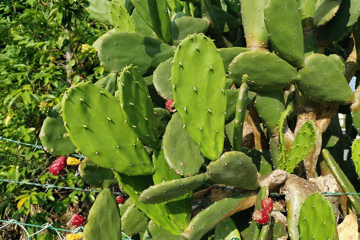A close up horizontal image of a large prickly pear cactus (Opuntia) growing in the garden pictured in bright sunshine.