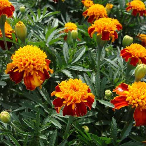 A close up square image of 'Orange Flame' marigolds growing in the garden.