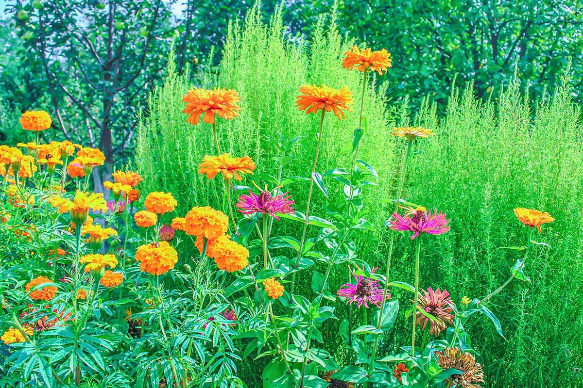 A horizontal image of marigolds planted with zinnias in the garden with trees in soft focus in the background.