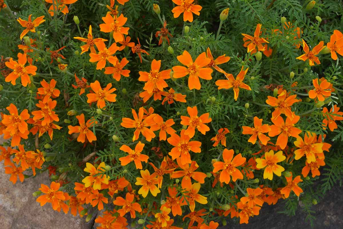 A close up horizontal image of orange signet marigolds (Tagetes tenuifolia) growing in the garden.