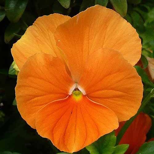 A close up square image of a bright orange 'Orange Sun' pansy flower.