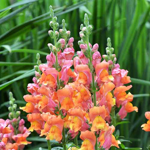 A close up square image of 'Orange Wonder' snapdragon flowers with green foliage in the background.