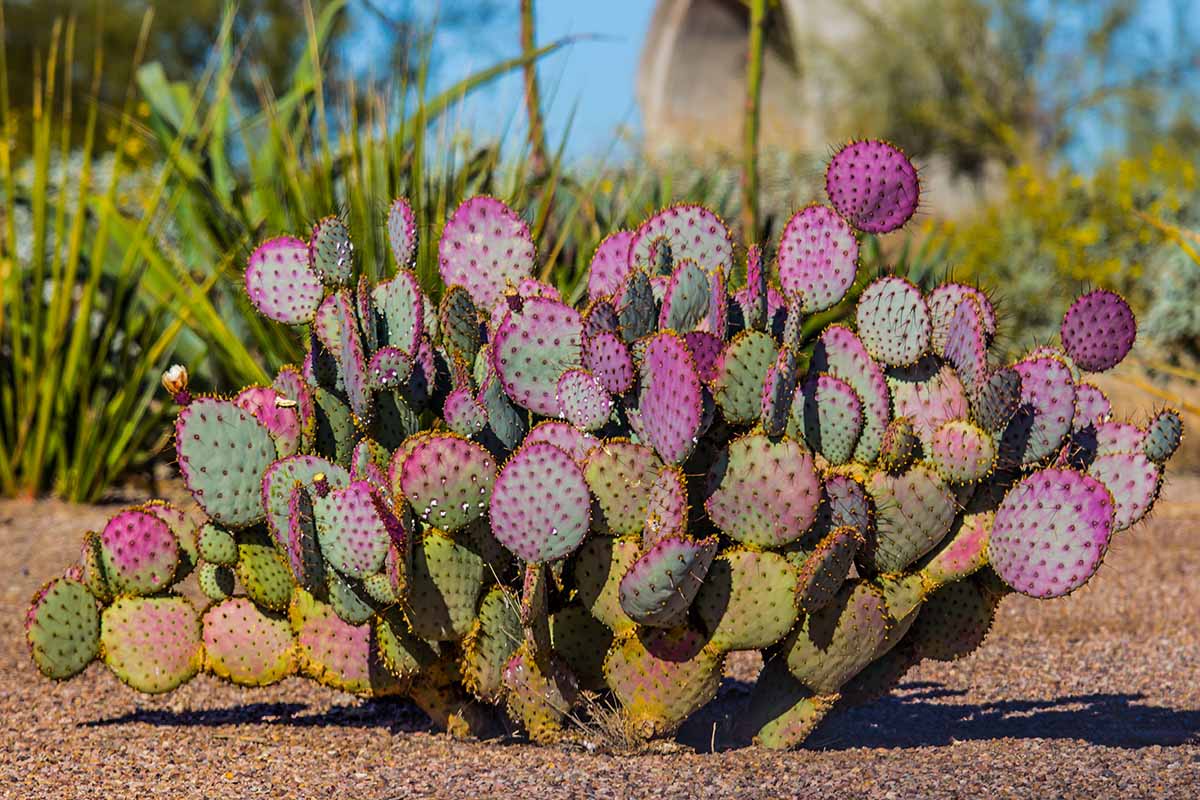 A close up horizontal image of a purple Opuntia 'Santa Rita' prickly pear cactus growing in the landscape pictured in bright sunshine.