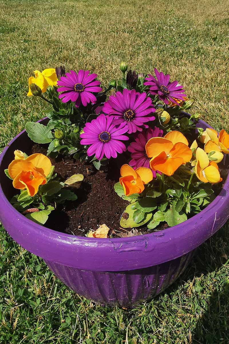 A close up horizontal image of a purple container with different orange and purple flowers in full bloom pictured in bright sunshine.