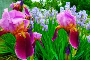 A close up horizontal image of iris flowers growing in the garden.