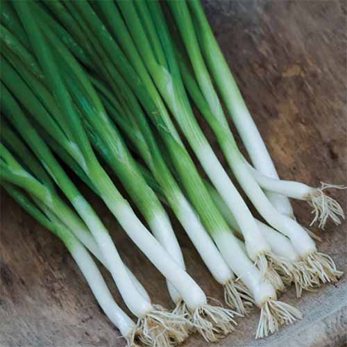 A close up square image of freshly harvested 'Parade' scallions set on a wooden surface.