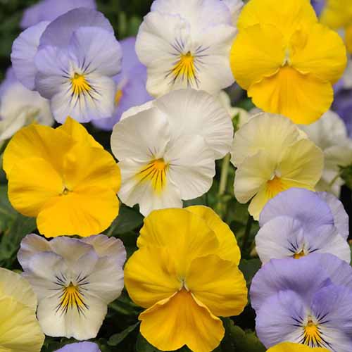 A close up square image of pastel colored pansies growing in the garden.