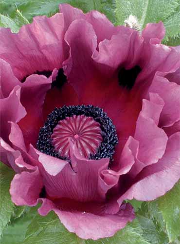 A close up vertical image of a purple 'Pattys Plum' poppy pictured on a green background.