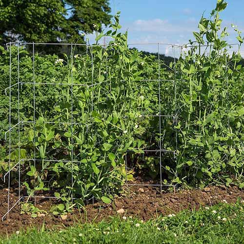 A close up square image of peas growing up a metal fence pictured on a blue sky background.