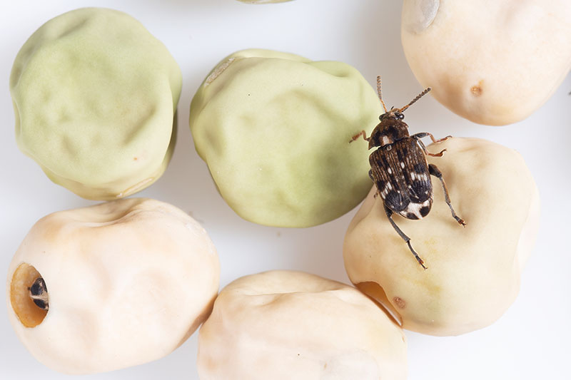 A close up horizontal image of damaged peas and a Bruchus pisorum weevil.