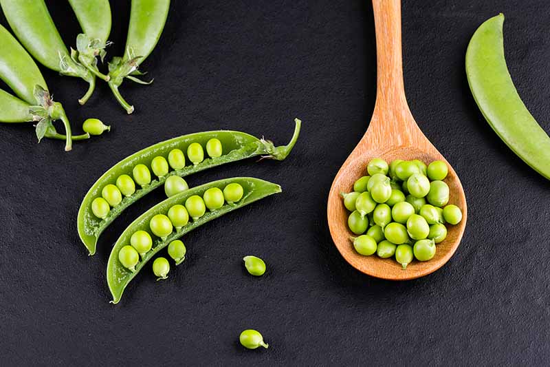 A close up horizontal image of a wooden spoon with freshly shelled peas and pods both open and closed scattered around on a dark gray surface.