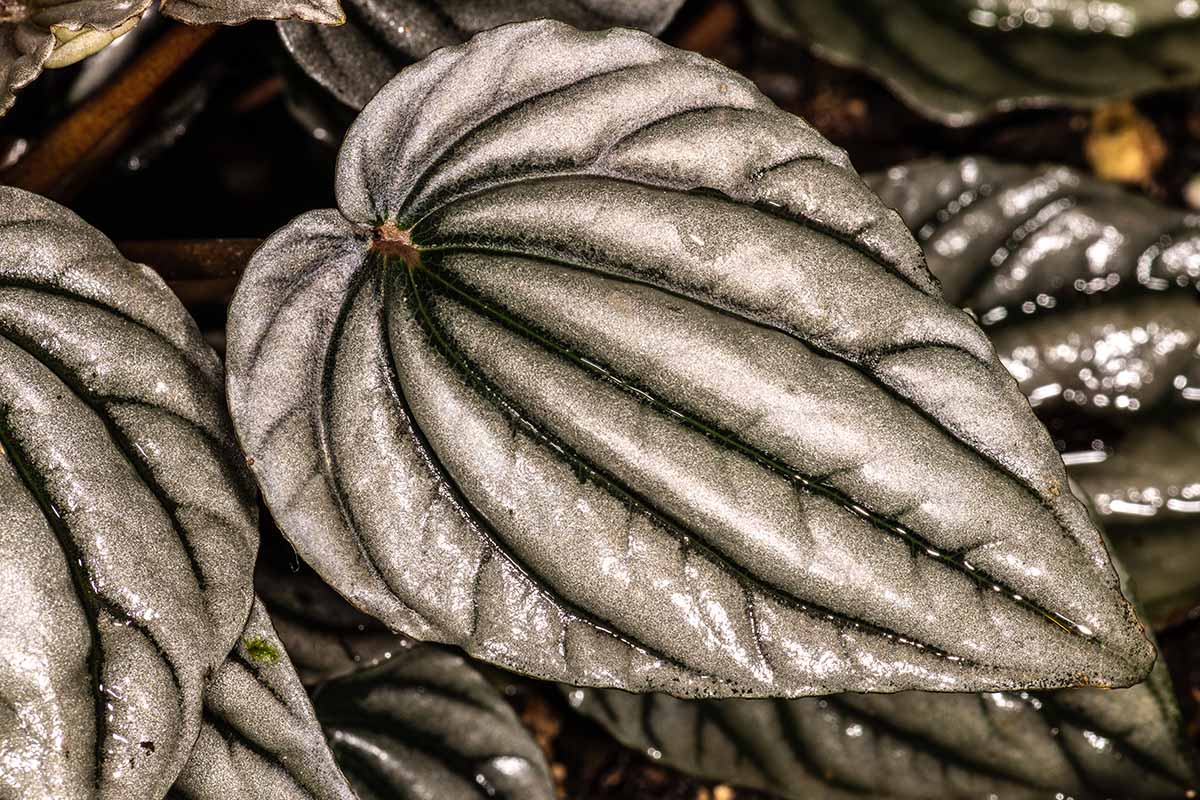 A close up horizontal image of the foliage of a peperomia plant pictured on a soft focus background.