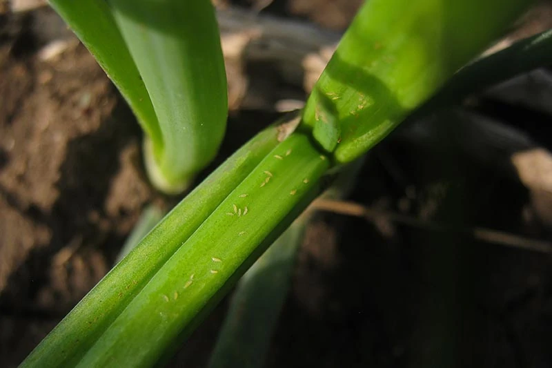 A close up horizontal image of pests infesting a spring onion plant pictured in light filtered sunshine.