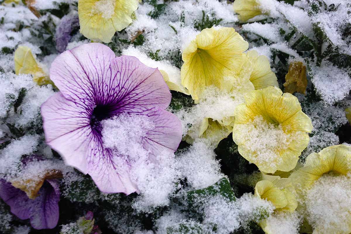 A close up horizontal image of purple and yellow petunias growing outdoors with a light dusting of snow.
