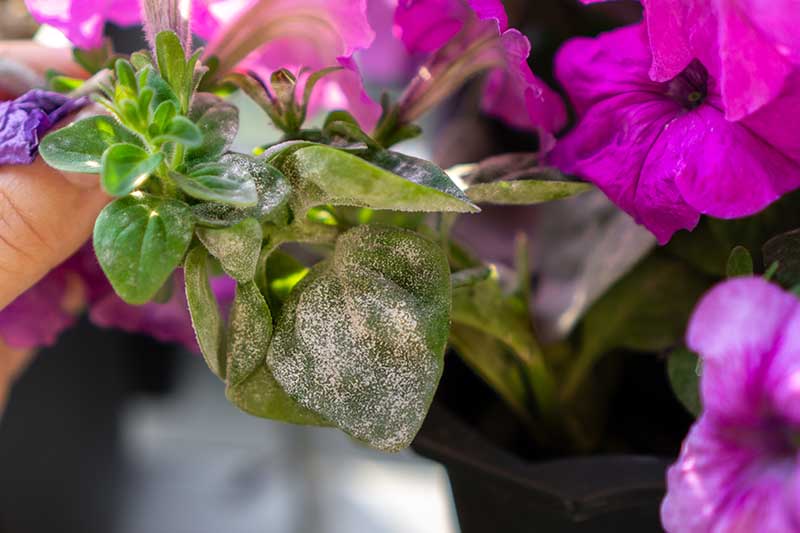 A close up horizontal image of a petunia plant suffering from powdery mildew on the foliage.