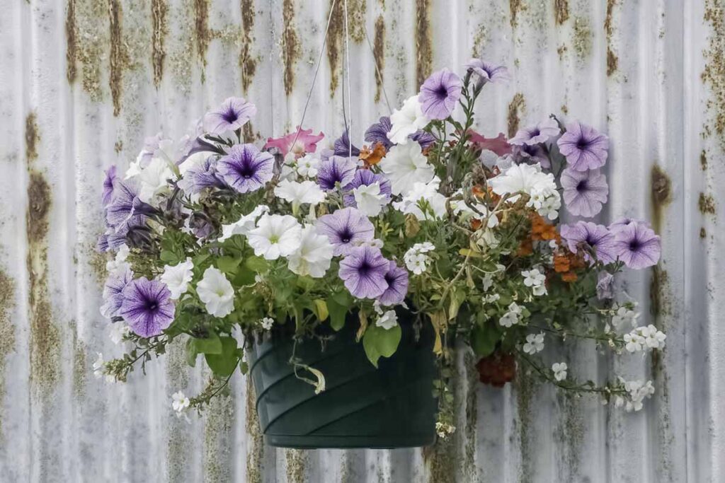 How to Grow and Care for Petunias | Gardener’s Path