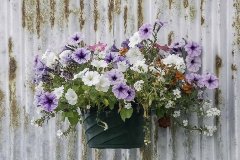 How to Grow and Care for Petunias | Gardener’s Path