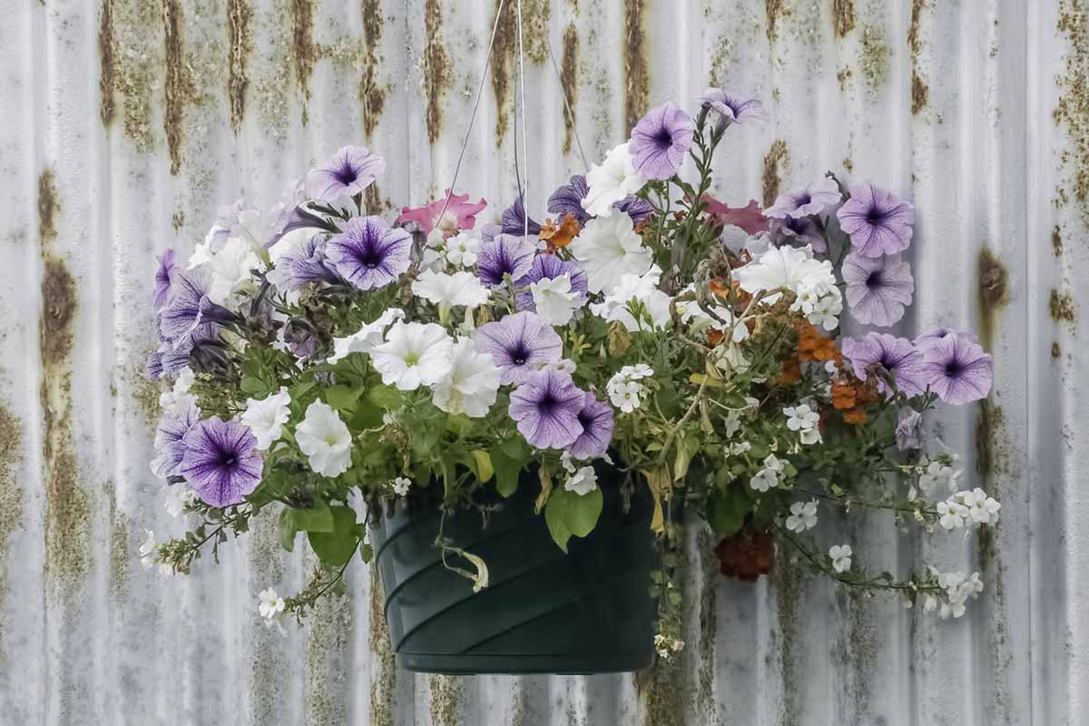 A close up horizontal image of petunias in a hanging pot set against a corrugated iron fence.