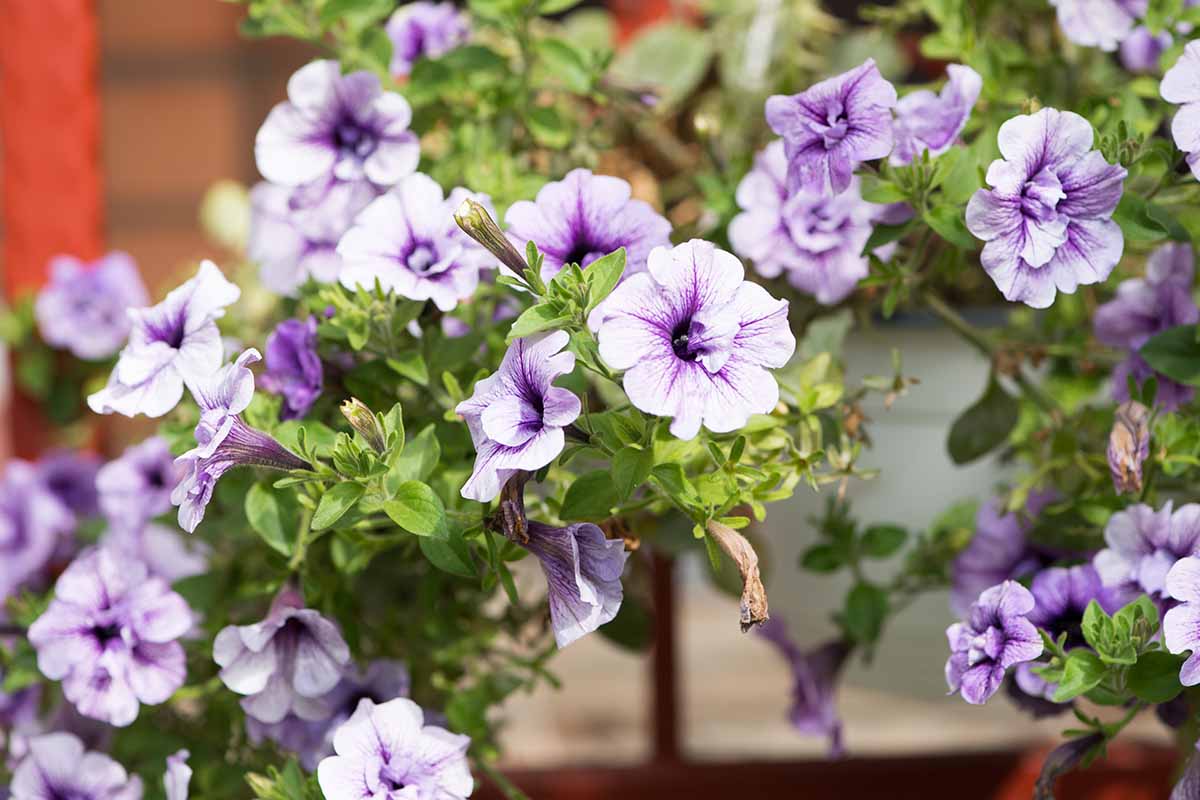 A close up horizontal image of light purple petunias growing in a hanging basket pictured on a soft focus background.