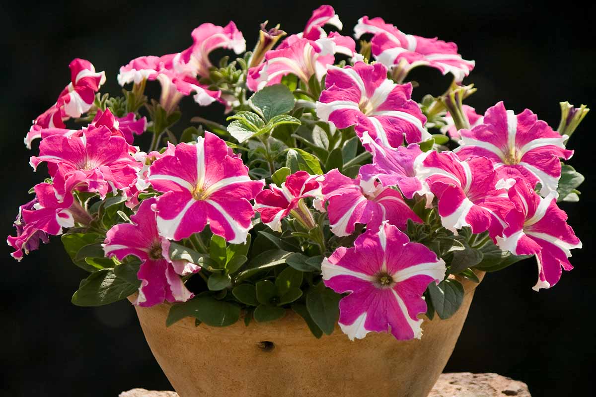 A horizontal image of pink and white bicolored petunias growing in a terra cotta pot pictured on a dark background.
