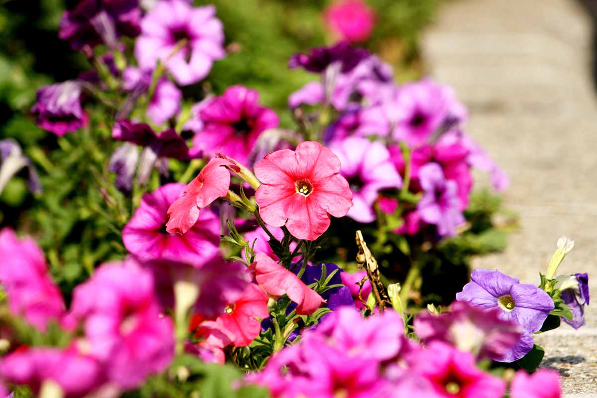 A close up horizontal image of petunias growing by the side of a pathway pictured in bright sunshine.