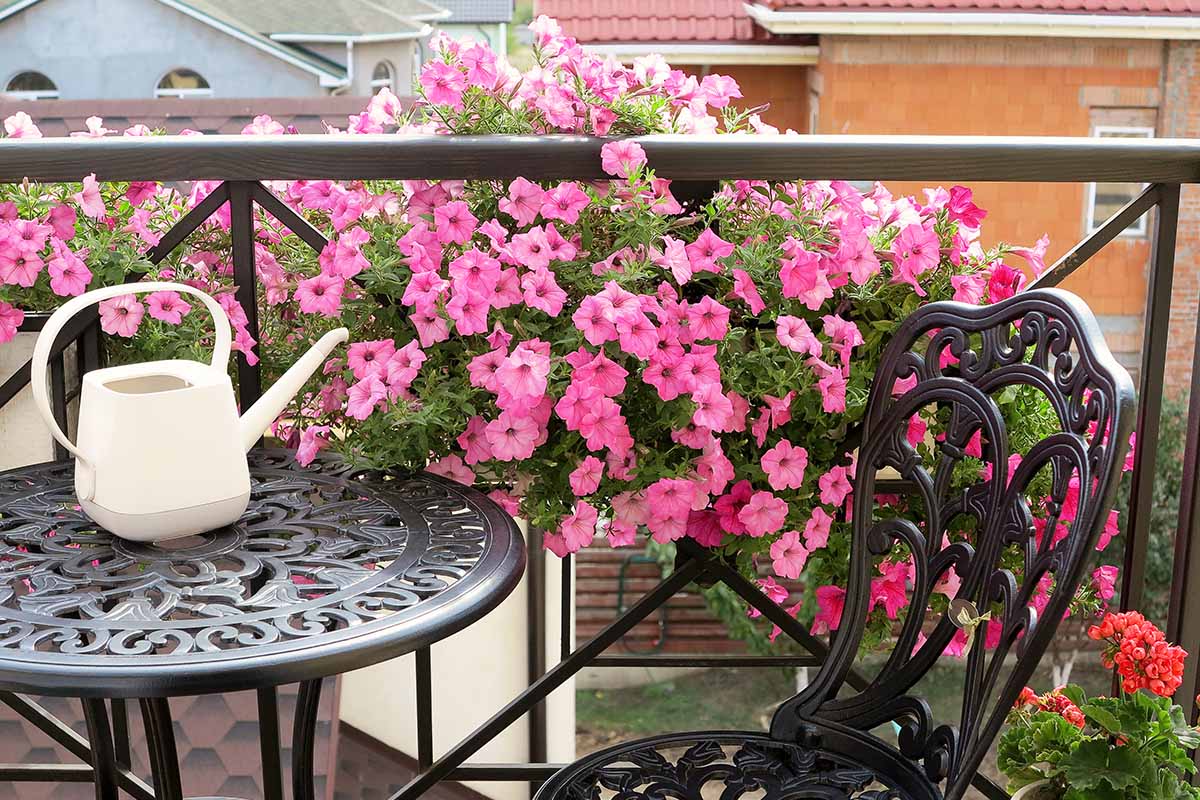 A horizontal image of bright pink petunias growing in a window box on the railing of an apartment balcony.